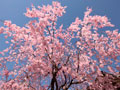 多聞寺のしだれ桜