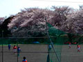 サッカーの子ども達と桜